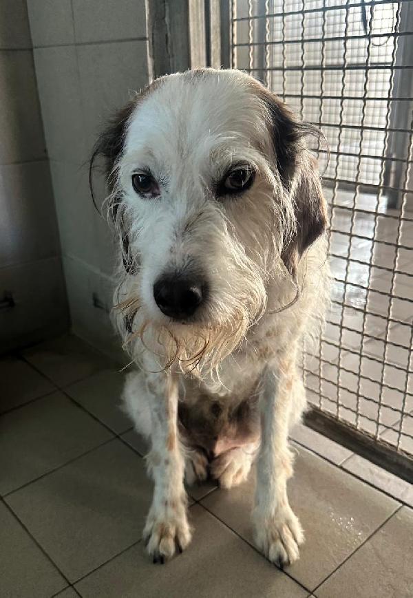 BIANCO GENTILE SPINONE Foto 2